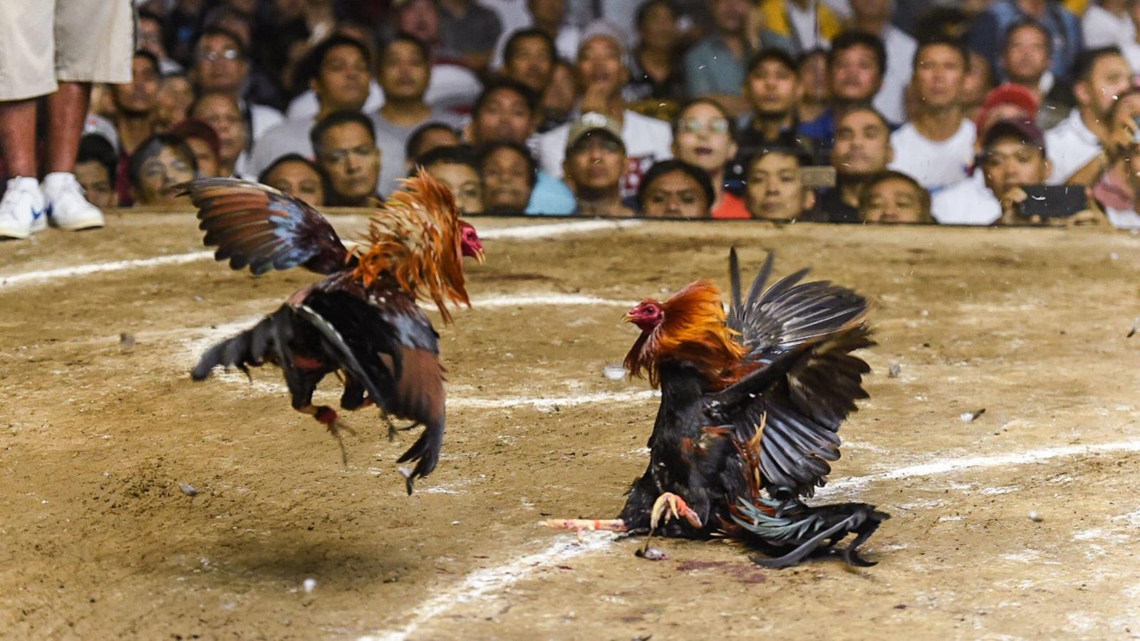 Lgu And Pnp Nab Quarantine Violators Cockfighters In Antipas Town